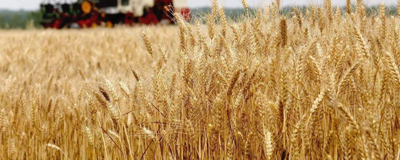900小麦品种有哪些