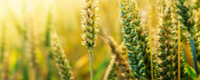 如何管理冬小麦返青期