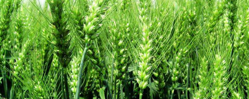 小麦种子产量高，抗寒抗旱