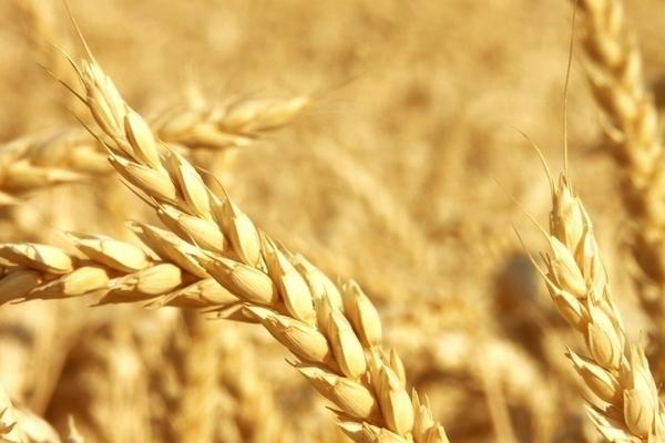 东北小麦主产区在哪里？有哪些优质小麦品种