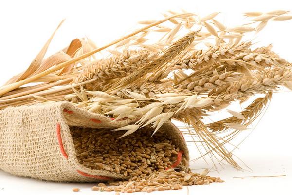 大面积种植小麦会导致小麦减产