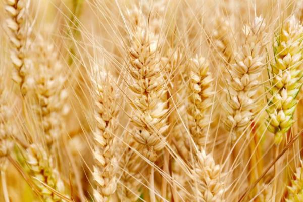 小麦的生长过程