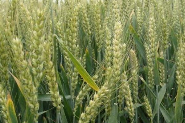 什么是今年最好的小麦良种