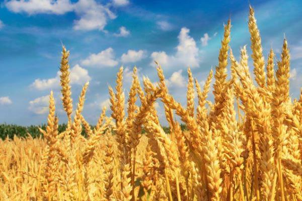 小麦种子品种产量高