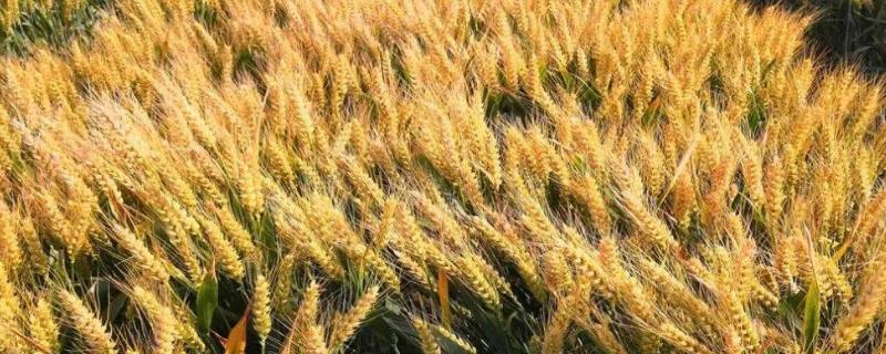 东北生产小麦的地区有哪些？哪些品种适合