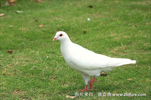 鸽子吃什么食物