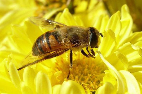 养什么蜜蜂效益好？这五种经济效益高