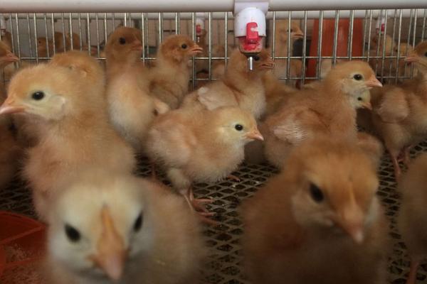 温室养鸡一平方米能养多少只？附养殖成本和利润分析