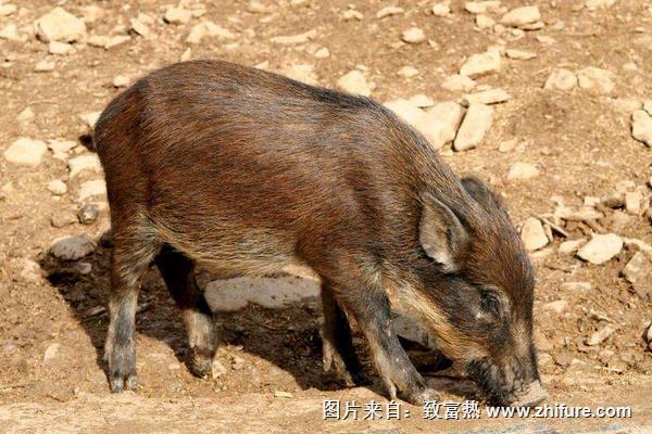 野猪养殖配种技术