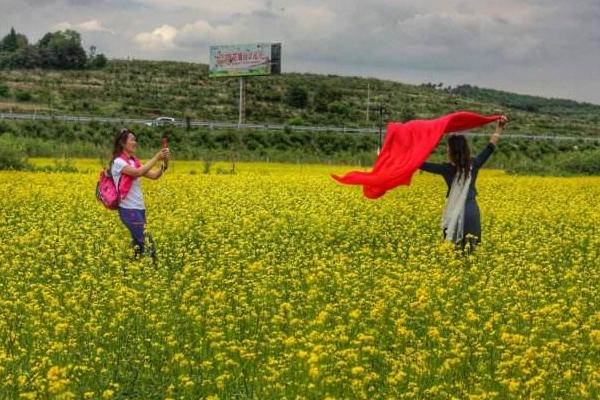 油菜花种子一斤多少钱？什么样的油菜花种子好