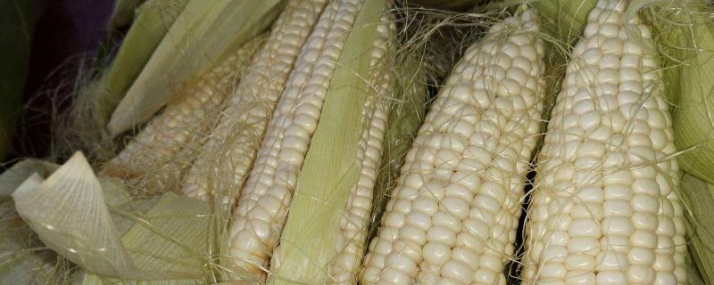 转基因玉米有哪些品种