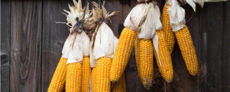 玉米一斤多少钱？玉米种植成本利润分析