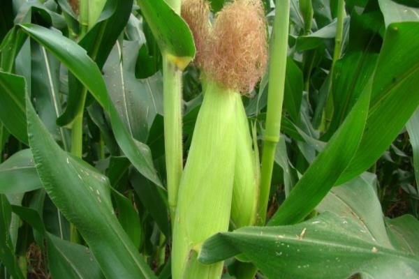 为了提高玉米的出苗率，应该如何栽培玉米