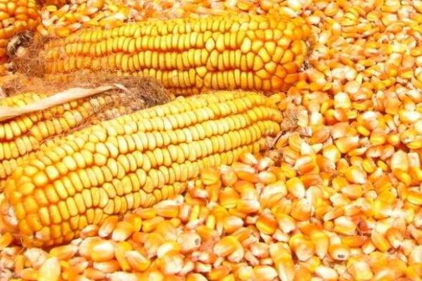 玉米品种适合山东种植