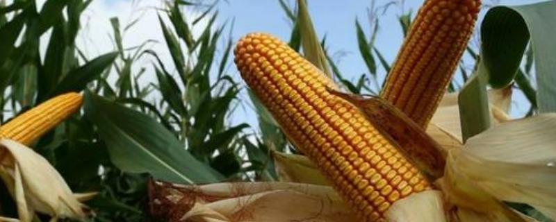 排名第一的玉米品种有哪些