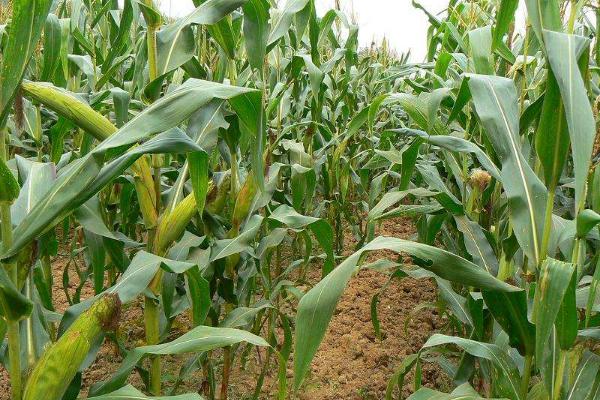 玉米有哪些抗旱品种