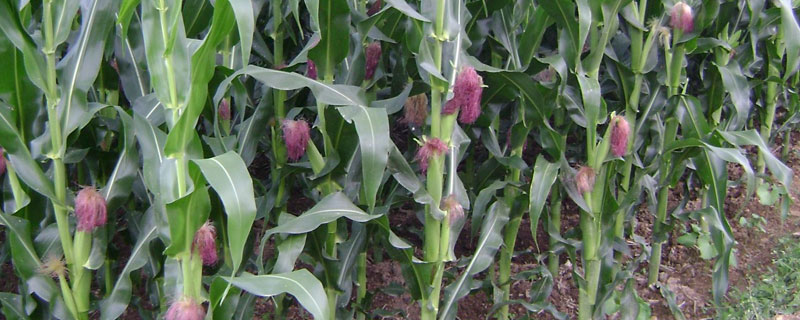 种植玉米要想高产，选种时有哪些技巧
