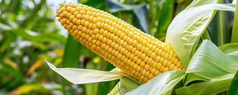 介绍新玉米的优良品种