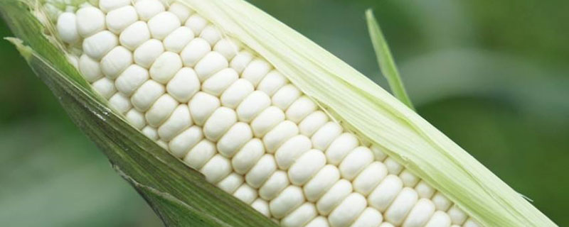 玉米不抽雄穗的原因及防治措施