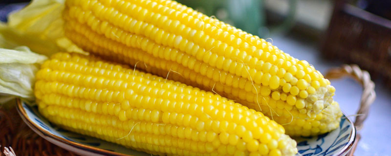 介绍常见的玉米品种