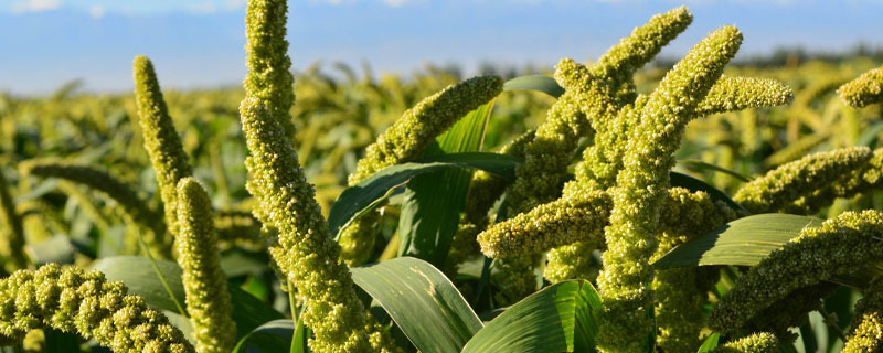 田间管理种植茄子