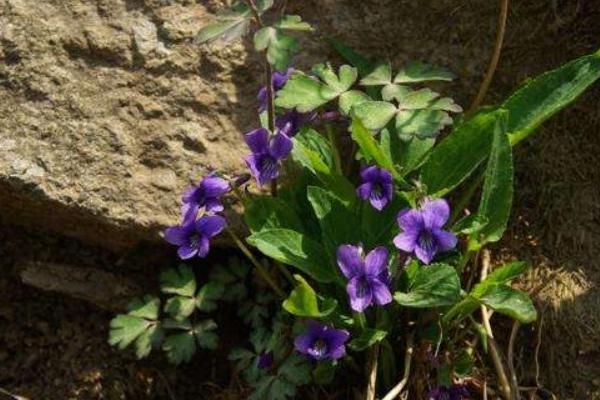 种植紫花地丁的方法